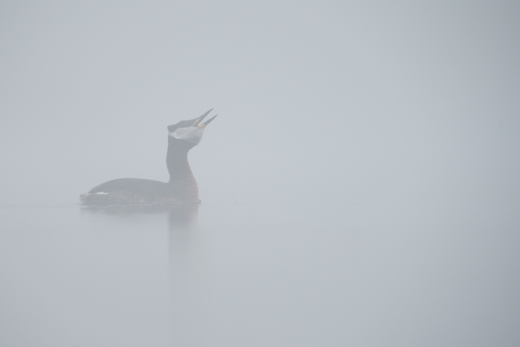 Hüüdja hääl udus